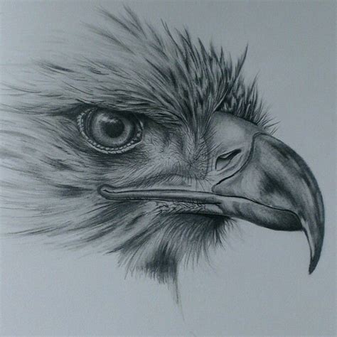 Animal Pencil Drawing at GetDrawings | Free download