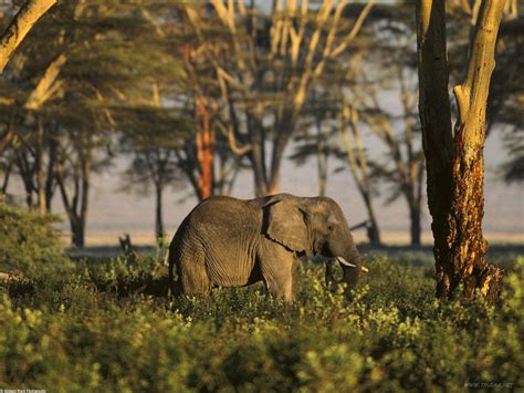 African Jungle Safari | Light Research-WMB | Pinterest | Africa, Jungle safari and Gray