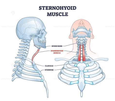 sternohyoid – VectorMine