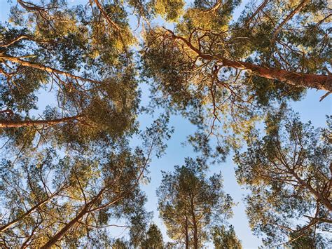 Canopy of the Forest · Free Stock Photo