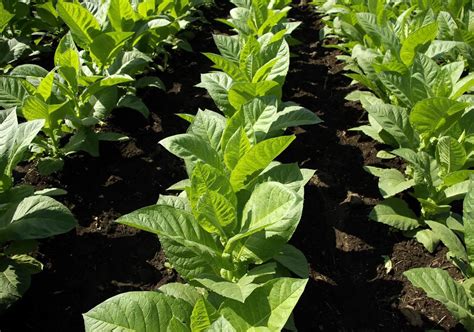 Grow better tobacco seedlings to boost your crop – ProAgri Media