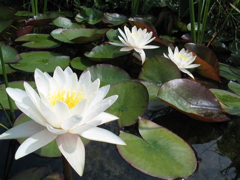 Nymphaea alba - European White Water Lily | World of Flowering Plants