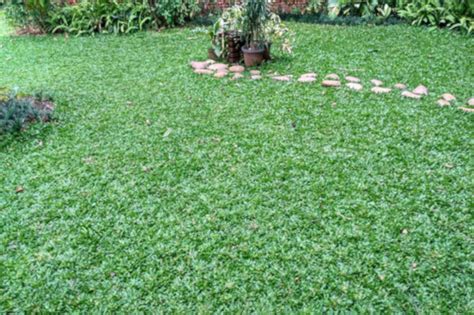 7 Jenis Rumput Hias Terbaik untuk Taman Rumah | ID