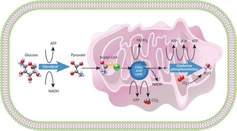 Glycolysis Cytoplasm