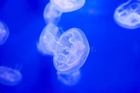 Group Of Light Blue Jellyfish Stock Image - Image of poison, oceanography: 26932493