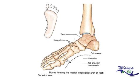 Arches Of The Foot Diagram