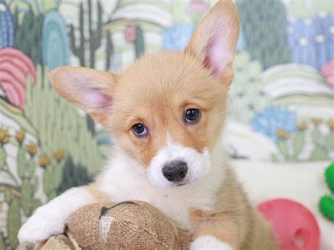 Pembroke Welsh Corgi-DOG-Female-RED/WHITE-2834532-Animal Kingdom ...