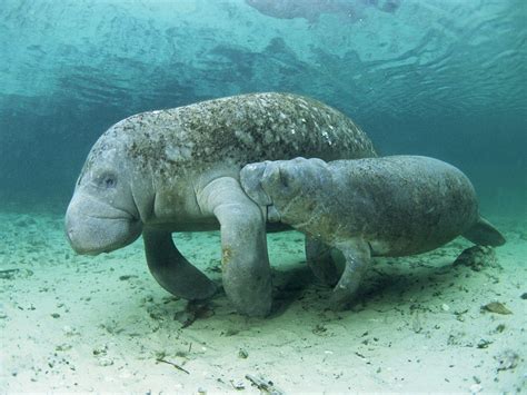 Manatee Wallpapers - Top Free Manatee Backgrounds - WallpaperAccess