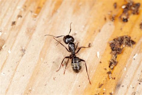 What To Do About Carpenter Ants In Oregon City | Aspen Pest Control