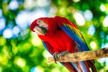 Parrot Free Stock Photo - Public Domain Pictures