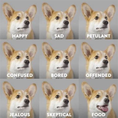 15 Hilarious Corgi Memes Will Make Your Day | PetPress Funny Animal ...