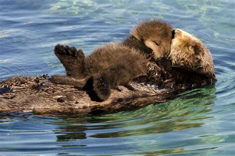 Sea Otter Mom and Pup Visit Monterey Bay Aquarium - ZooBorns