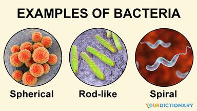 Eubacteria Examples