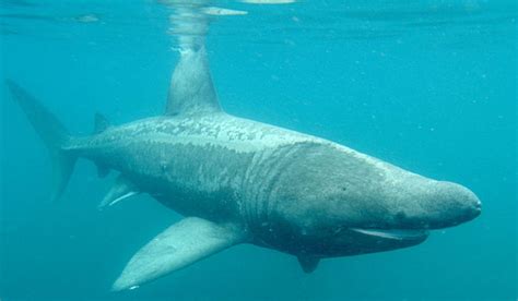 Tiburones en Galicia: Peregrino (Cetorhinus maximus) - Segunda parte