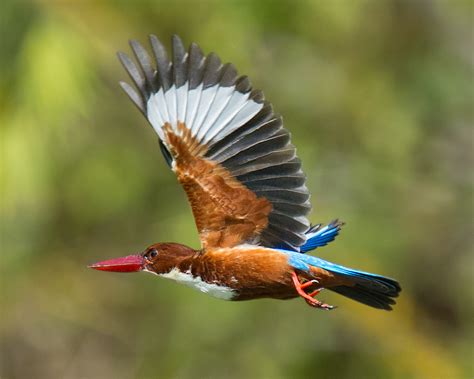 White-throated Kingfisher ID & Photos - Shanghai Birding 上海观鸟