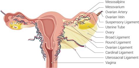 Anatomy of the adnexa. Citation: "Gross Anatomy of the Female ...