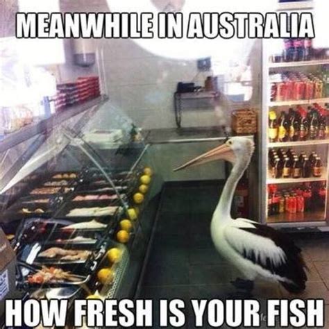 180+ Funny Australia Memes That are True Blue Gems | Man of Many