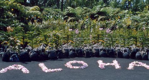 File:Flowers arranged to ALOHA, Hilo, Hawaii.JPG - Wikimedia Commons