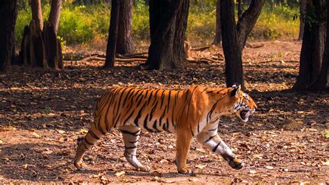 Madhya Pradesh Wildlife - National Parks, Tiger Reserves & Wildlife Sanctuaries