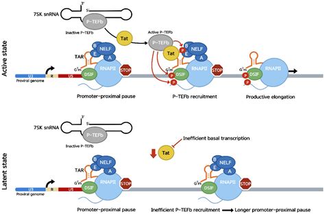 Rna Polymerase Promoter