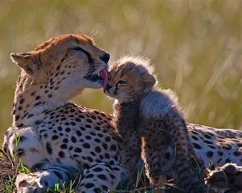 Pin on CHEETAHS