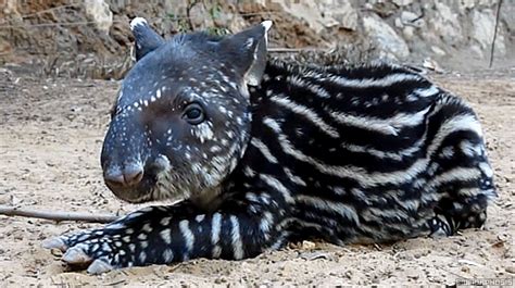 Tapir Amaznico GIFs - Get the best GIF on GIPHY