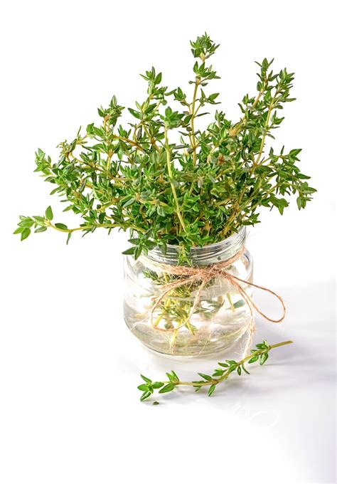 Thyme Plant Care: How To Grow, Harvest & Use It (2023)