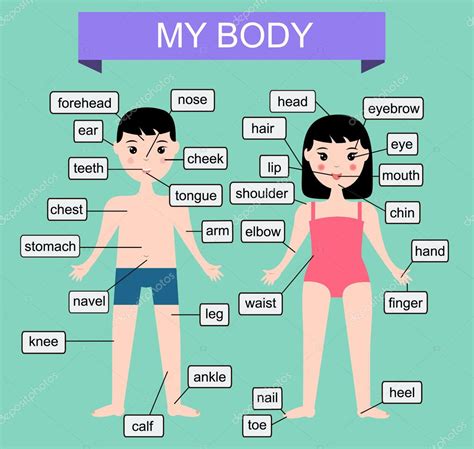 My body. Learning human parts of body. Educational vector illustration ...