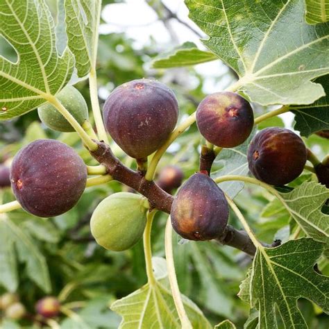 Celeste Fig Tree | Fig tree, Fruit trees, Fruit bearing trees