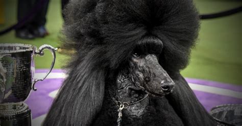 Siba the standard poodle takes home best in show at Westminster