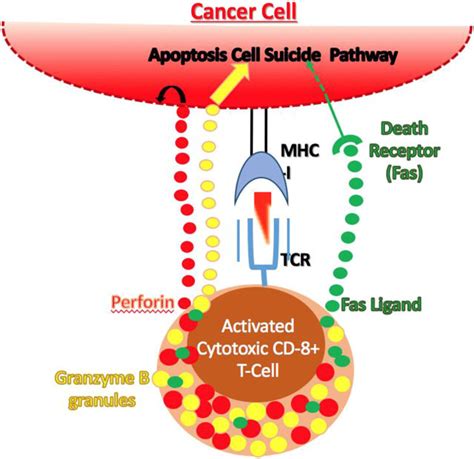 Maturation of a cytotoxic T cell. Cytotoxic T cells are activated as... | Download Scientific ...