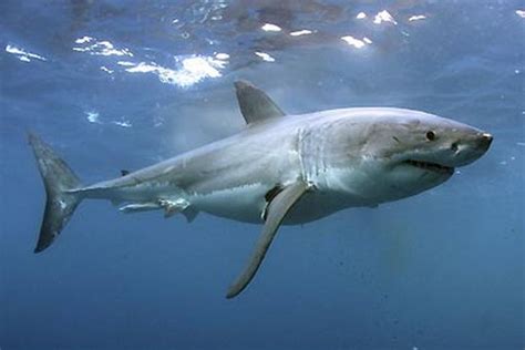 great white shark side view - Google Search | Great white shark habitat ...