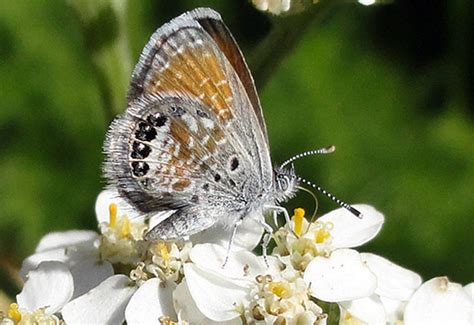 Western Pygmy Blue: North America's Smallest Butterfly - What's That Bug?