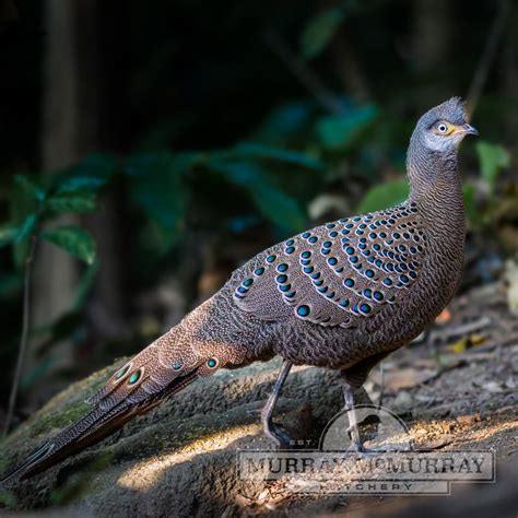 Murray McMurray Hatchery - Grey Peacock Pheasants