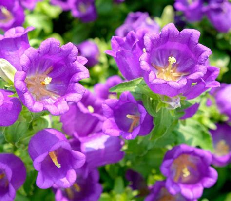 100 Canterbury Bells Campanula Seeds Purple Biennial Flowers - Etsy