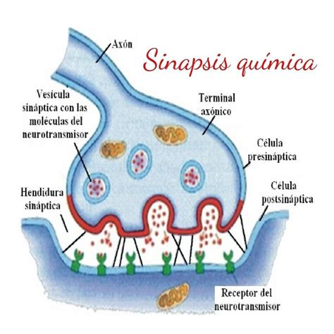 Pin de Andrea Otero en Sistema Nervioso | Sinapsis química, Molecula ...