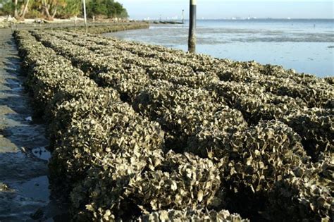 Oyster Reefs Ecosystem Restoration | Worldwide Reef Contractor