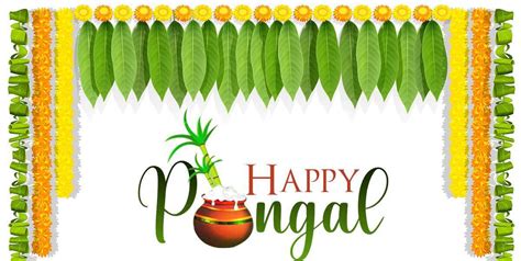 [100+] Pongal Backgrounds | Wallpapers.com