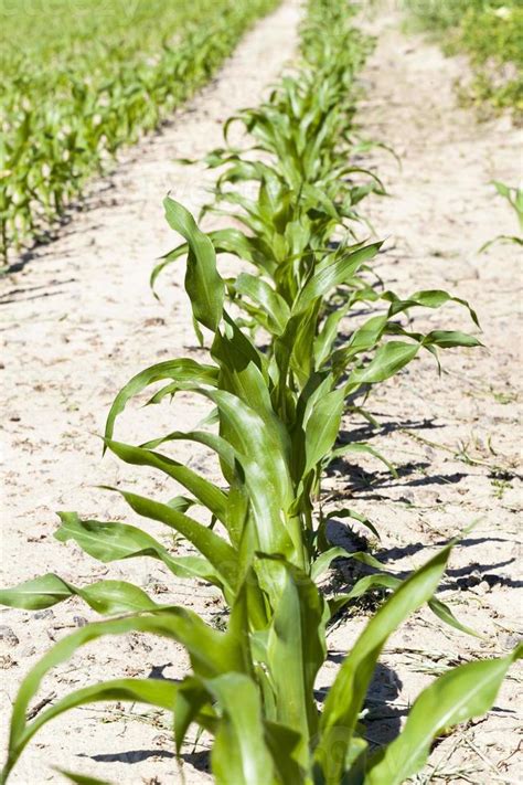 rows of green corn 9720463 Stock Photo at Vecteezy