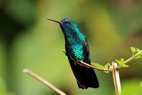 Hummingbird pictures, Hummingbird, Sapphire