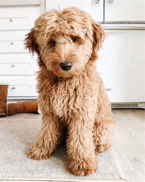 Types of Goldendoodle Colors – With Pictures!