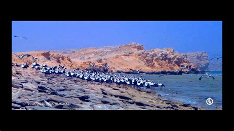 White Storks Migration - YouTube