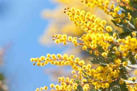 10 Most Interesting Things About Golden Wattle, Australian National Flower