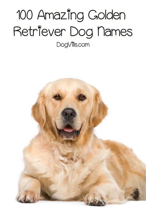 Best Dog Names For Golden Retriever at Willie Lord blog