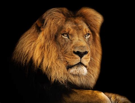 Lion King Mane · Free photo on Pixabay
