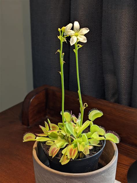 My Venus Flytrap is flowering. : mildlyinteresting