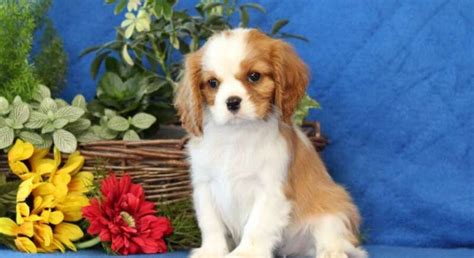 Cavalier King Charles Spaniel.Meet Zach a Puppy for Adoption.