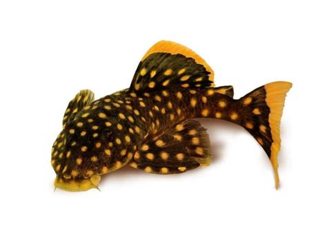 A Complete Look at Gold Nugget Pleco Care - Build Your Aquarium