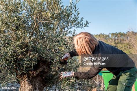 187 Olive Tree Pruning Stock Photos, High-Res Pictures, and Images - Getty Images