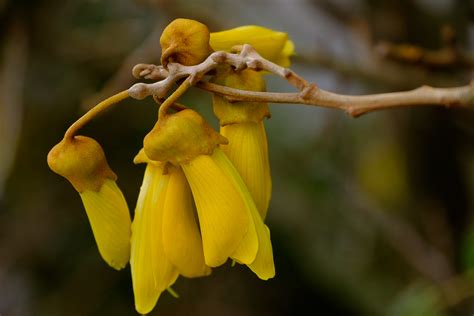 Kowhai | Middleton Road